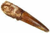 Fossil Spinosaurus Tooth - Real Dinosaur Tooth #327614-1
